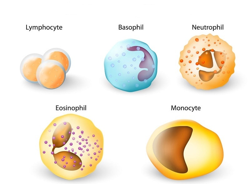 Eosinophil hay còn gọi là bạch cầu ái toan kết cấu dạng hạt có nhân