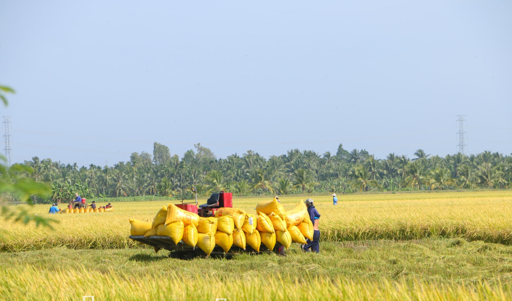 Bán lượng gạo khổng lồ cho nước ngoài, lần đầu tiên một tỉnh vùng Đồng bằng sông Cửu Long thu 325 triệu USD- Ảnh 1.