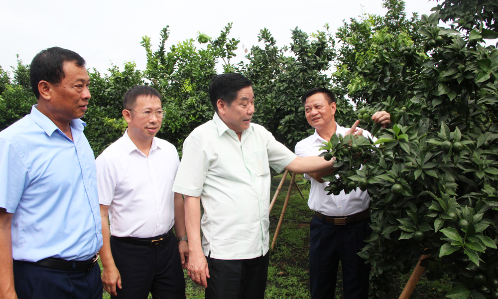 Bí thư Tỉnh ủy Bắc Giang Nguyễn Văn Gấu thăm một số mô hình sản xuất tại Lục Ngạn -0