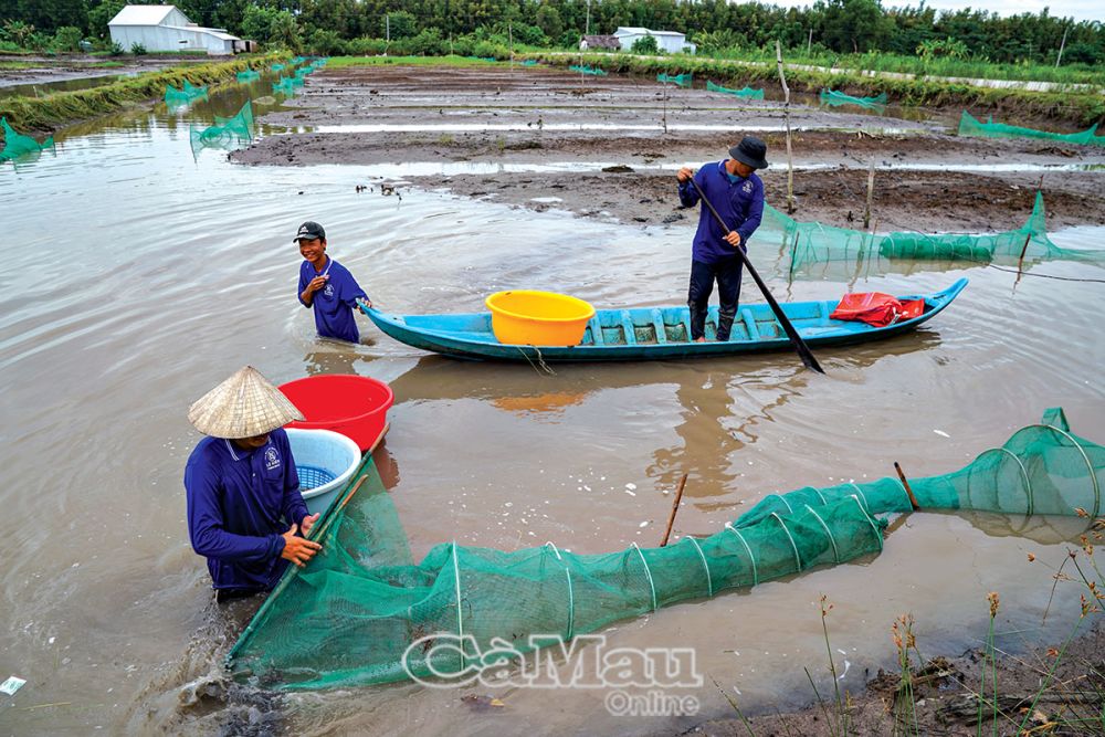 Cá bống đất, cá đặc sản ở vùng đất tên Tiểu Dừa của Cà Mau, thân bé tin hin, kho tiêu đãi nhà giàu- Ảnh 1.