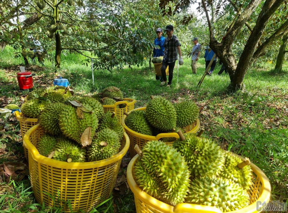 Tập trung vào chất lượng sầu riêng, nâng cao nhận thức của người trồng là con đường giúp phát triển sầu riêng bền vững -