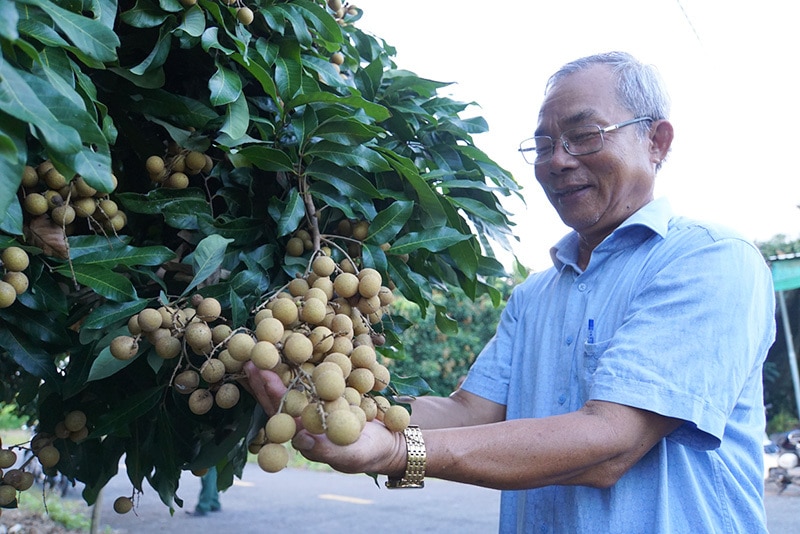 Mô hình trồng nhãn theo hướng sạch tại xã An Nhơn, huyện Châu Thành, tỉnh Đồng Tháp