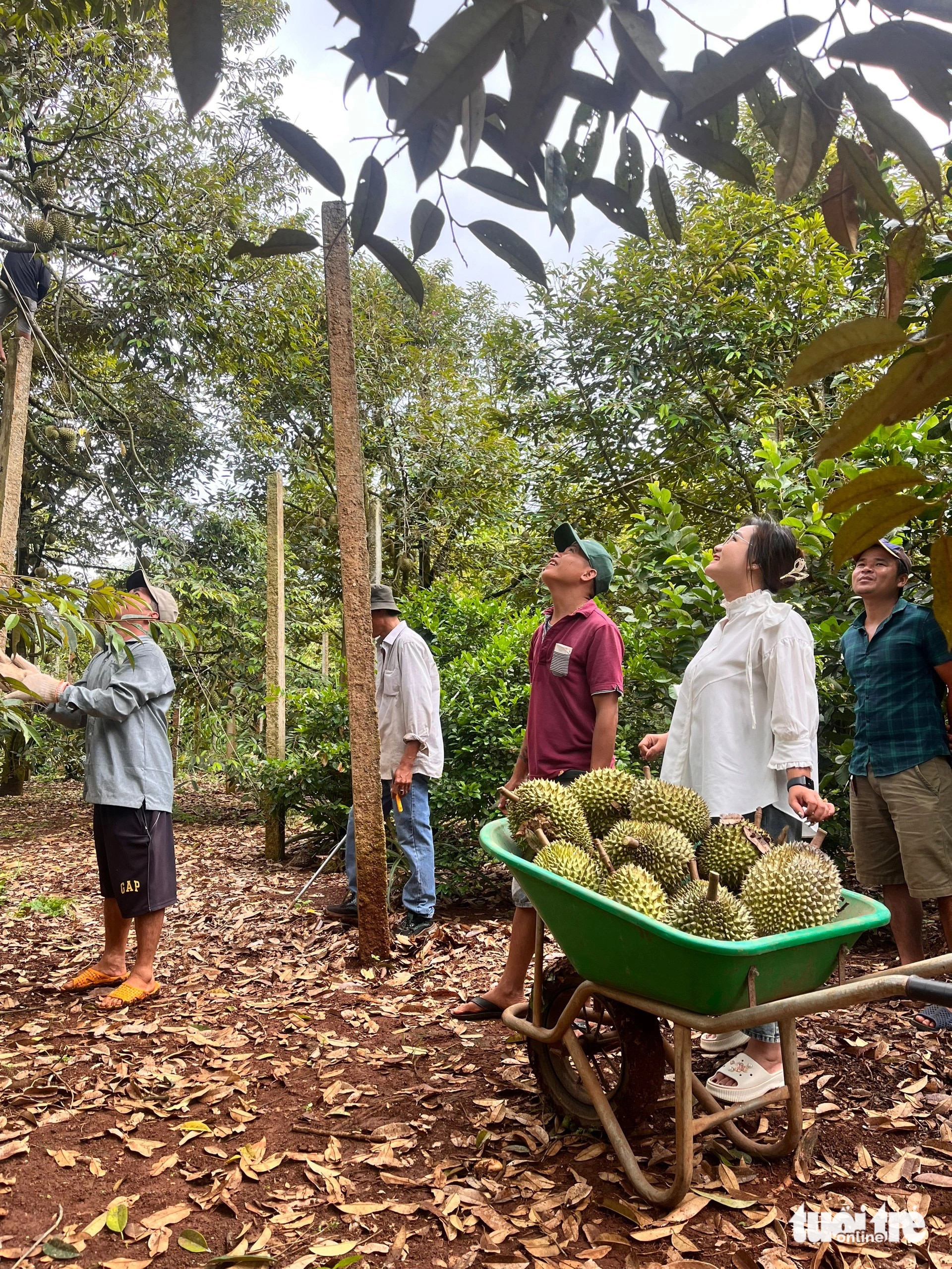 Du khách trải nghiệm thu hoạch sầu riêng tại huyện Krông Pắk - Ảnh: TÂM AN