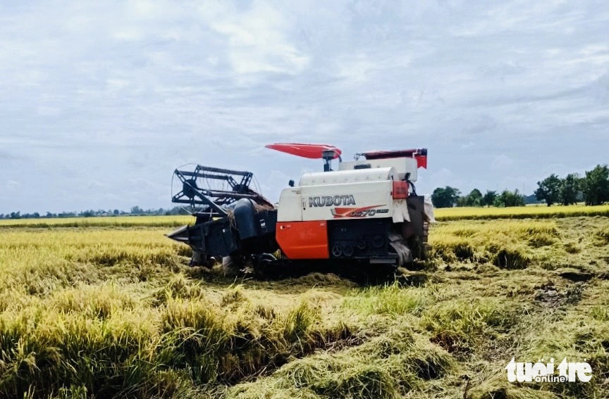 Đồng Tháp đã thu hoạch gần dứt điểm vụ hè thu 2024. Trong ảnh: Thu hoạch lúa xã Thường Lạc, huyện Hồng Ngự, lúa bị đổ ngã do thời tiết mưa kéo dài - Ảnh: ĐẶNG TUYẾT