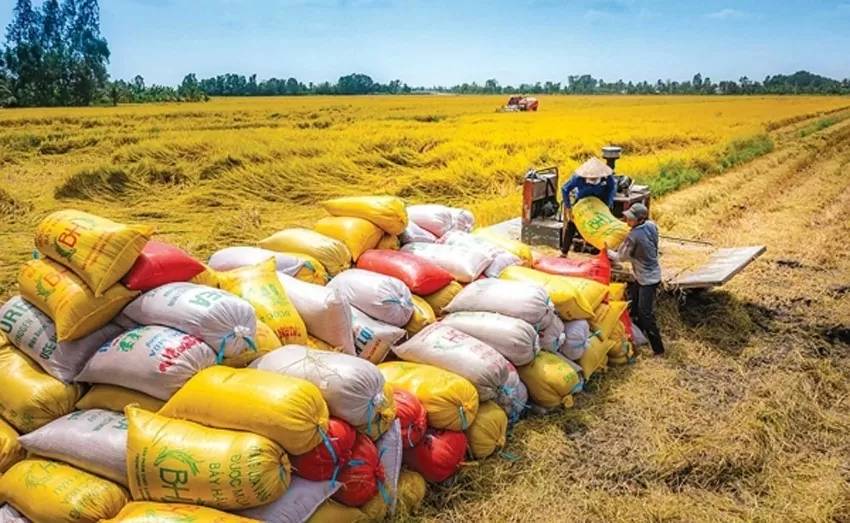 Giá lúa gạo hôm nay ngày 9/7: Giá gạo tăng nhẹ, giá lúa đi ngang