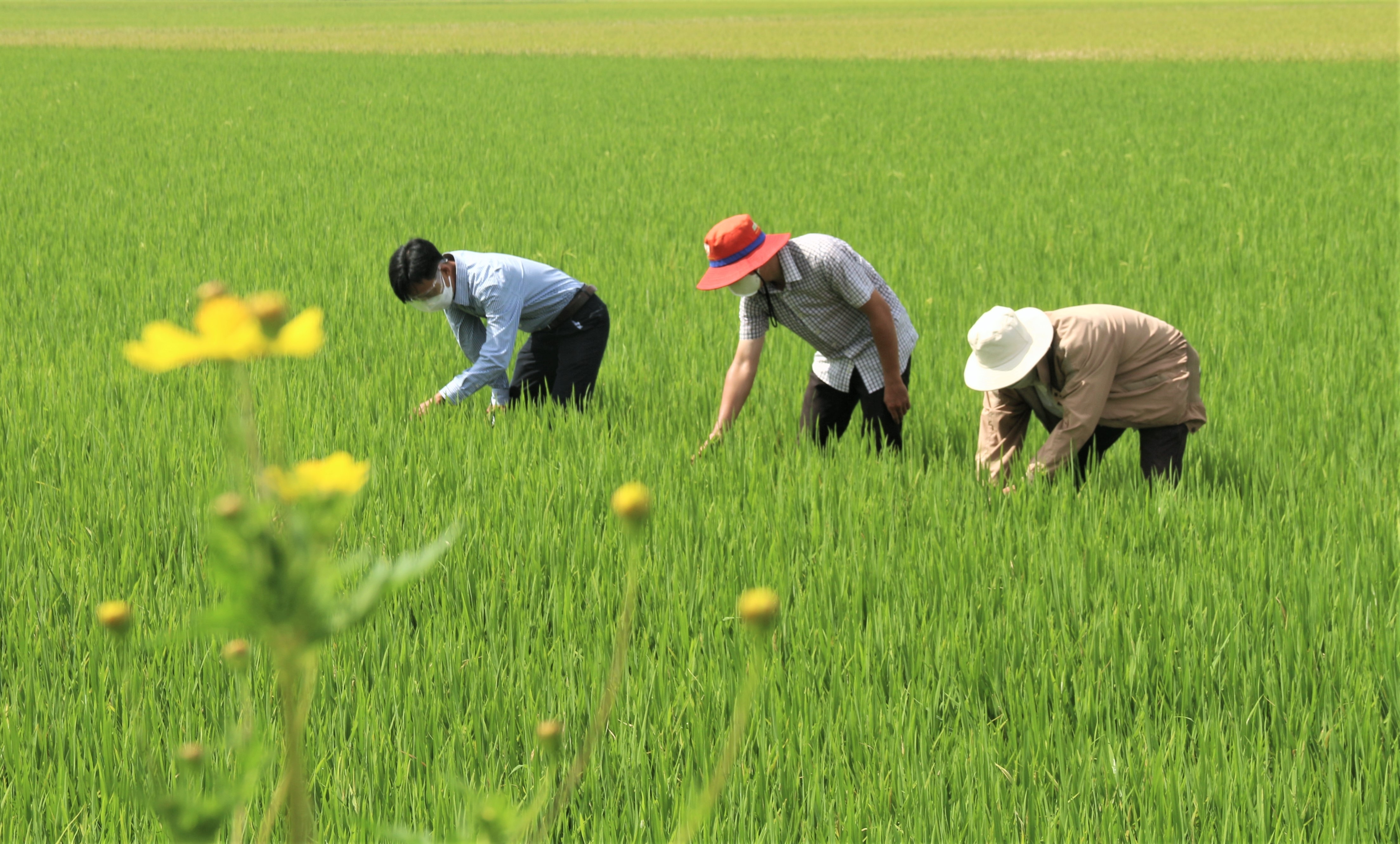 Giá lúa gạo hôm nay ngày 27/7: Giá lúa tăng 100 đồng/kg