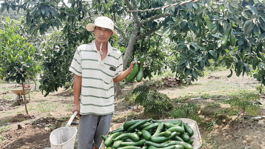 Giống bơ 034 trồng thành công ở Lâm Đồng trái ra quá trời, sao nhà bán lãi, nhà bán lại lỗ nặng?- Ảnh 2.