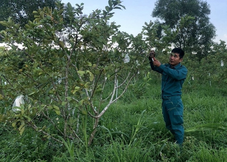 Vườn trái cây của anh Ngọc.