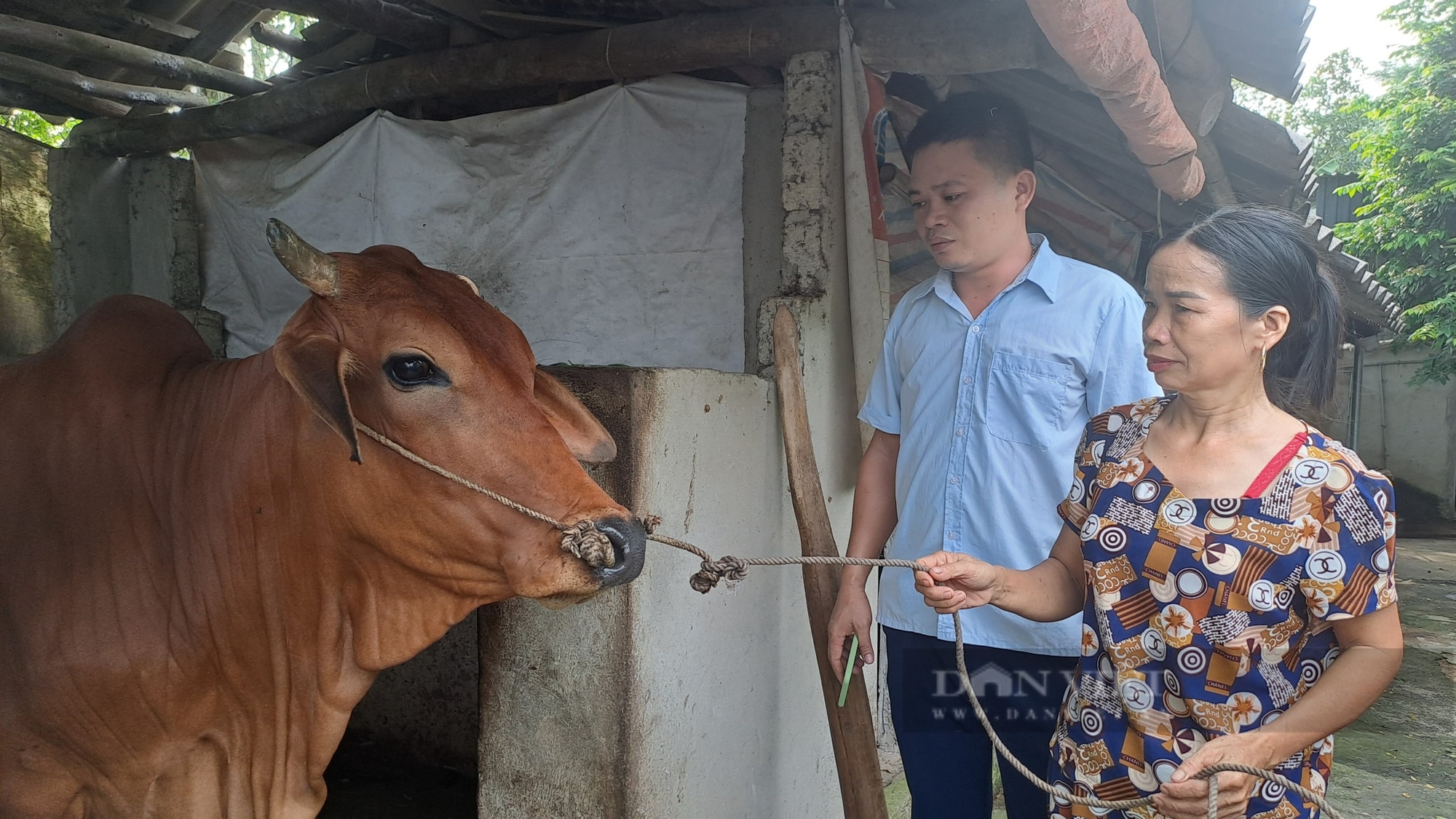 Thái Nguyên: Hỗ trợ bò sinh sản, tạo sinh kế giúp nhiều bà con xã Bá Xuyên, TP.Sông Công thoát nghèo- Ảnh 1.