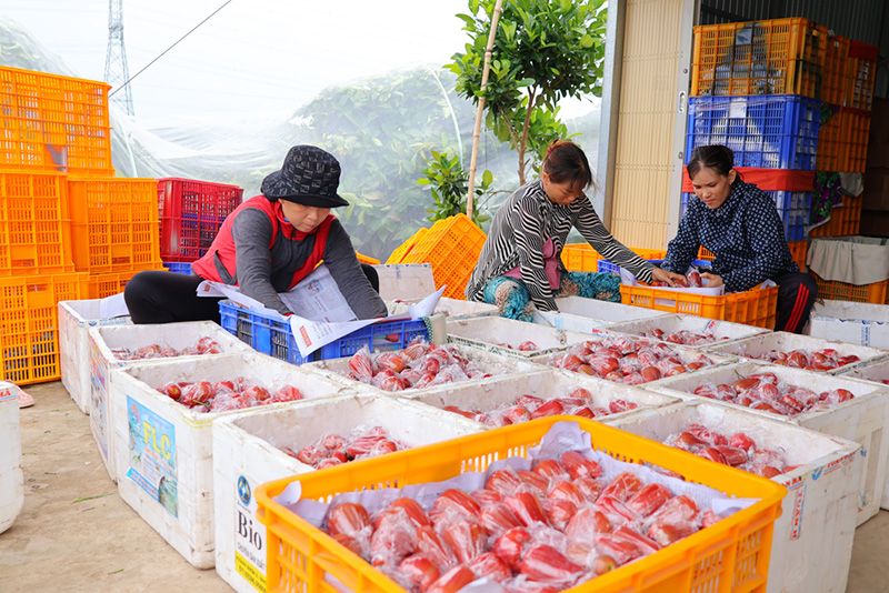 Loại quả trong Nam gọi là mận, ngoài Bắc gọi là roi đắt hàng, dân Đồng Tháp bán một công lãi 40 triệu đồng- Ảnh 1.