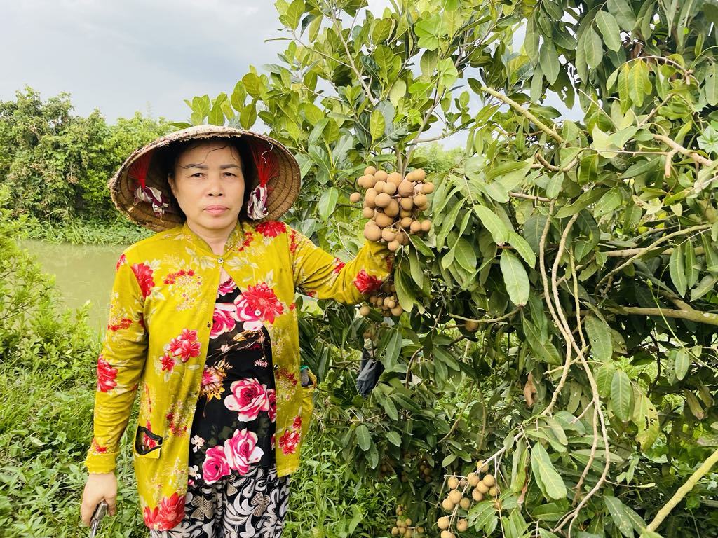 Loại cây thấp tè đã ra trái quá trời, tên là phát tài, sao dân An Giang xót ruột nhìn cả tấn quả rụng?- Ảnh 1.