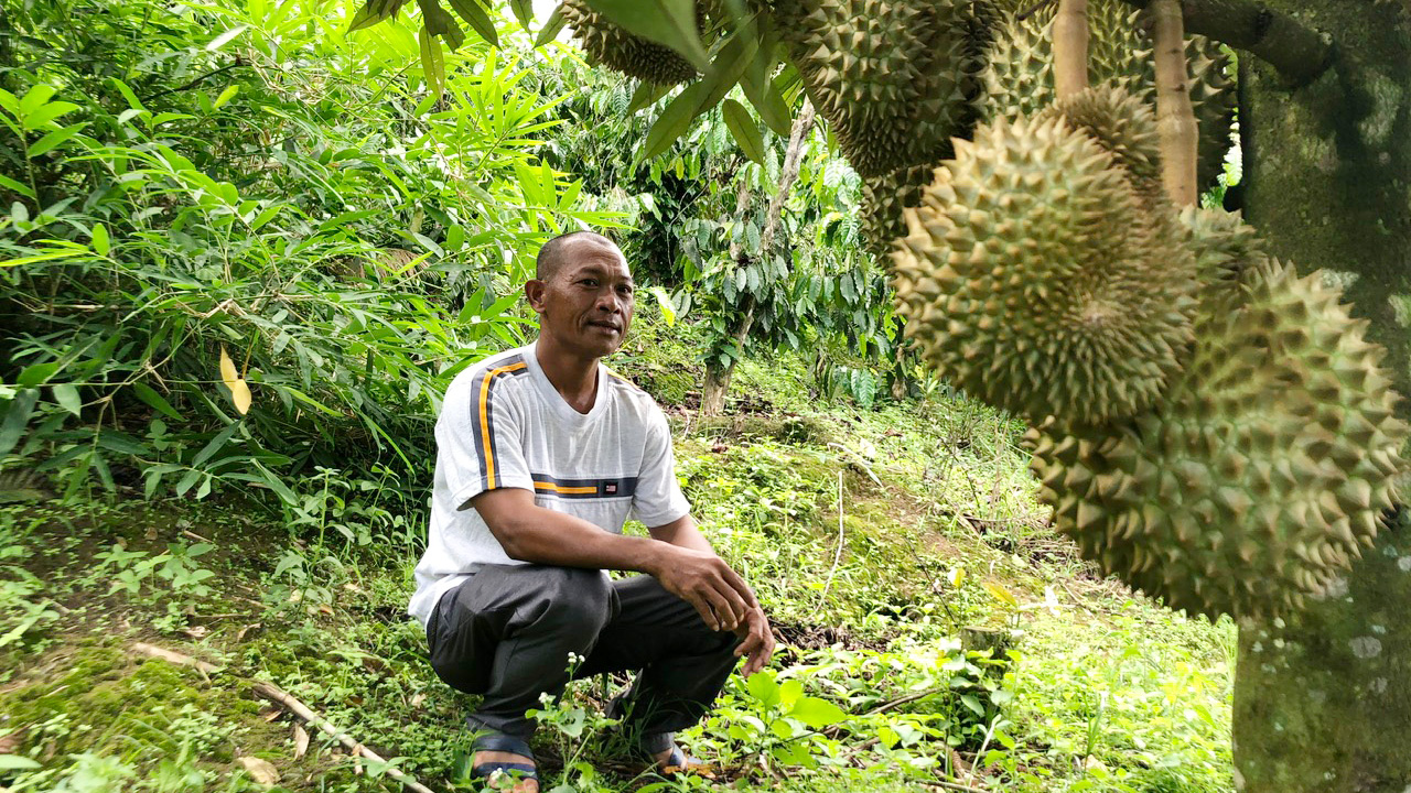 Một ông nông Lâm Đồng trồng sầu riêng trên đất dốc, cây ra trái bói mà quả treo nhiều thế này đây- Ảnh 1.