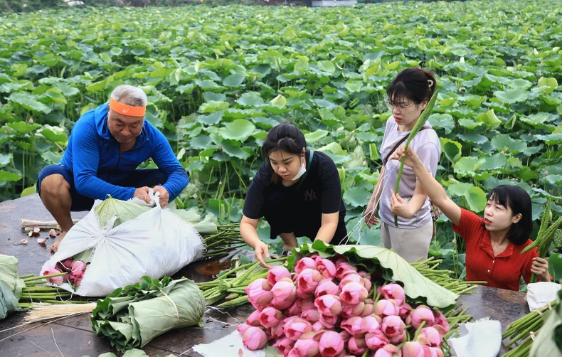 Nâng tầm giá trị cho sen hồ Tây ảnh 1