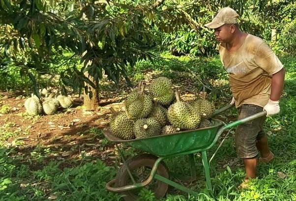 Ngành nông nghiệp bứt phá trong những tháng đầu năm 2024