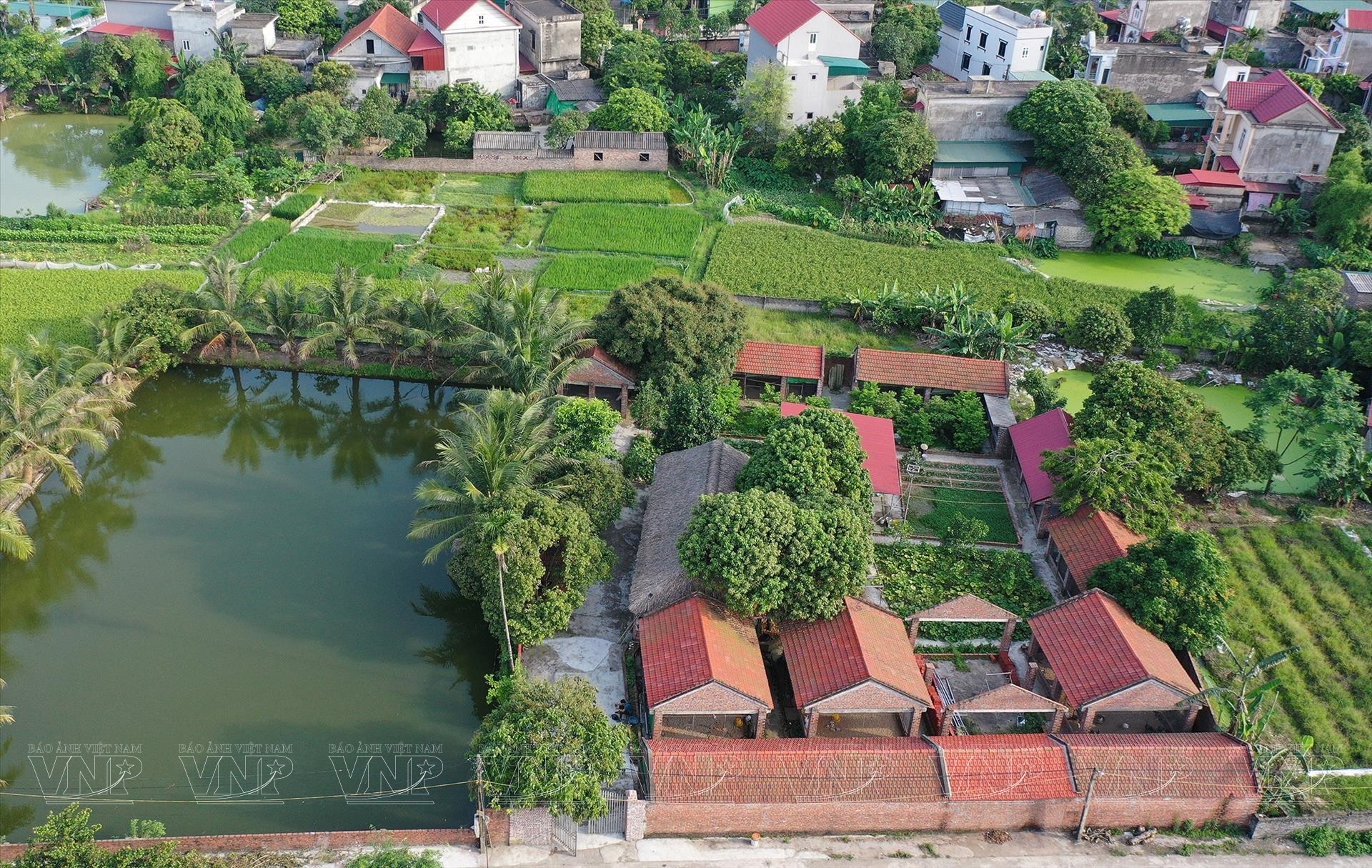 Nuôi chim công-động vật hoang dã có trong sách Đỏ ở Hải Dương, cho ăn thịt bò, bán 3,5 triệu/con- Ảnh 1.