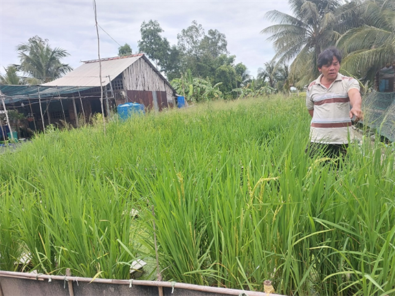 Nuôi lươn sinh sản ở Hậu Giang kiểu gì mà có nhiều người đang tới xem, trồng cả lúa tốt um?- Ảnh 1.