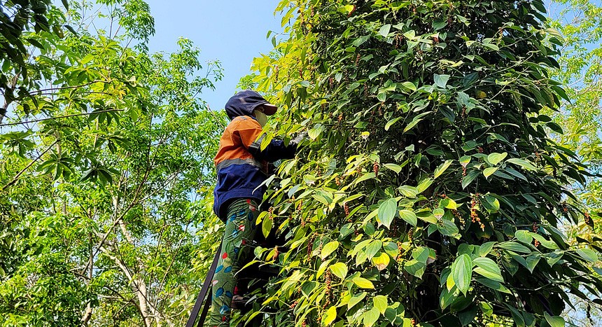 Giá tiêu hôm nay 6/7/2024: Quay đầu tăng mạnh, Đắk Lắk chạm đỉnh 150.000 đồng/kg