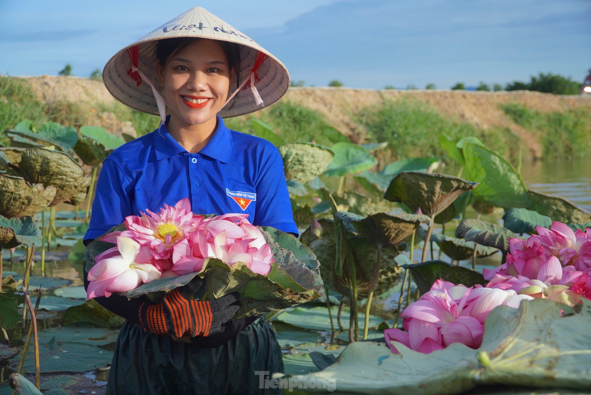 Ra đầm hái sen lúc rạng sáng, mỗi ngày thu tiền triệu ảnh 3