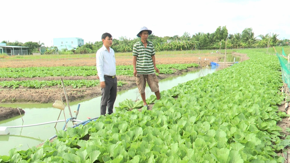 Rau xanh ăn tươi ở huyện này của Long An hơn 1 tháng nay tụt giá, nông dân chả lãi còn bị lỗ- Ảnh 1.