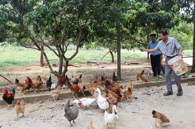 Mô hình chăn nuôi tuần hoàn của gia đình ông Võ Văn Thắng (thôn Hoa Thám, xã Cẩm Lạc) vừa gia tăng được hiệu quả kinh tế, vừa bảo vệ môi trường. Ảnh: TN.