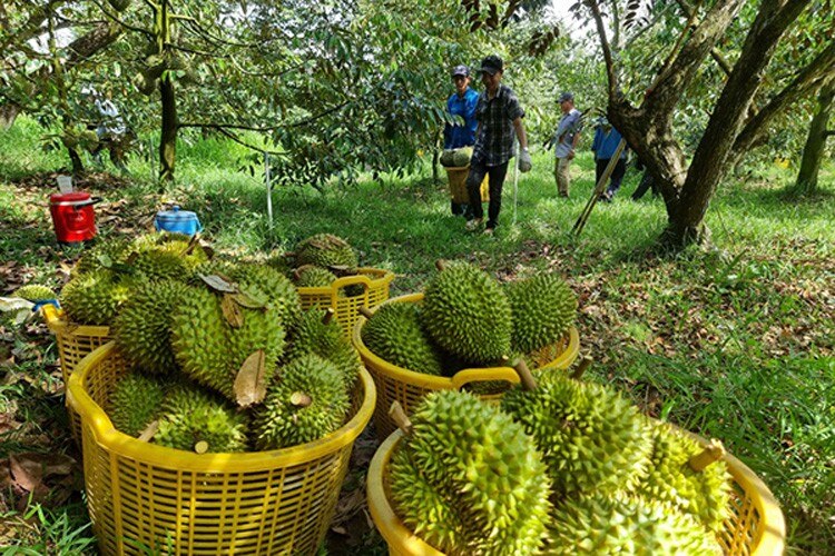 Dự báo giá sầu riêng ngày 3/7: Sầu riêng tiếp đà tăng mạnh?