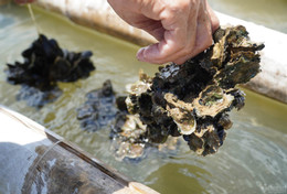 នាំចេញ 2879.jpg