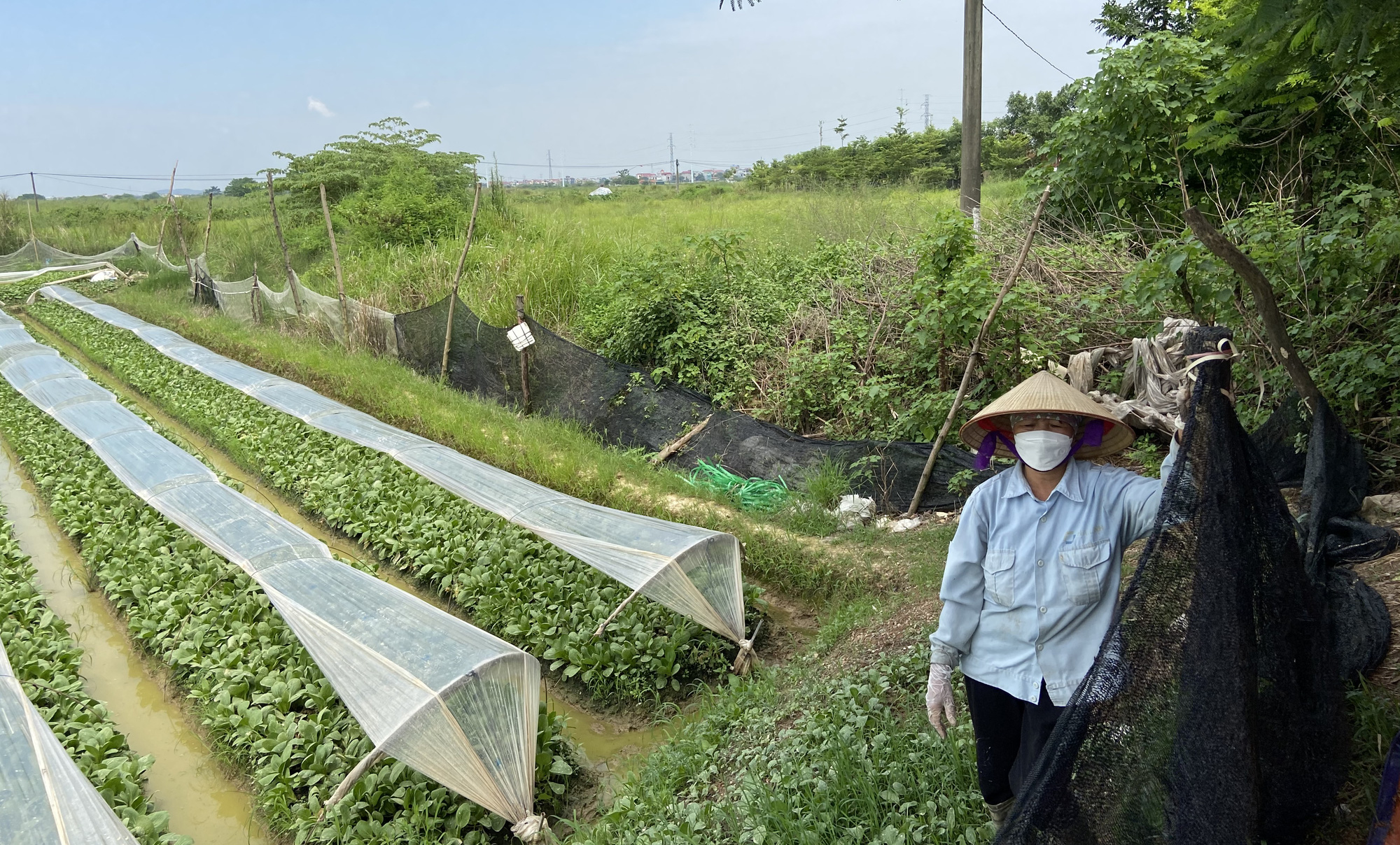 Người dân huyện Mê Linh (Hà Nội) mong có quỹ đất để sản xuất nông nghiệp quy mô lớn - Ảnh: Q.THẾ