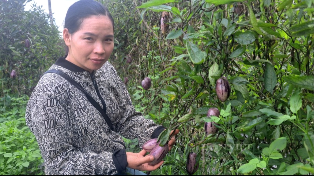 Trồng dưa lạ tên Pepino ở Sơn La, quả như trái cà tím, bổ ra mùi thơm thơm, cắn một miếng ngọt nhẹ- Ảnh 1.