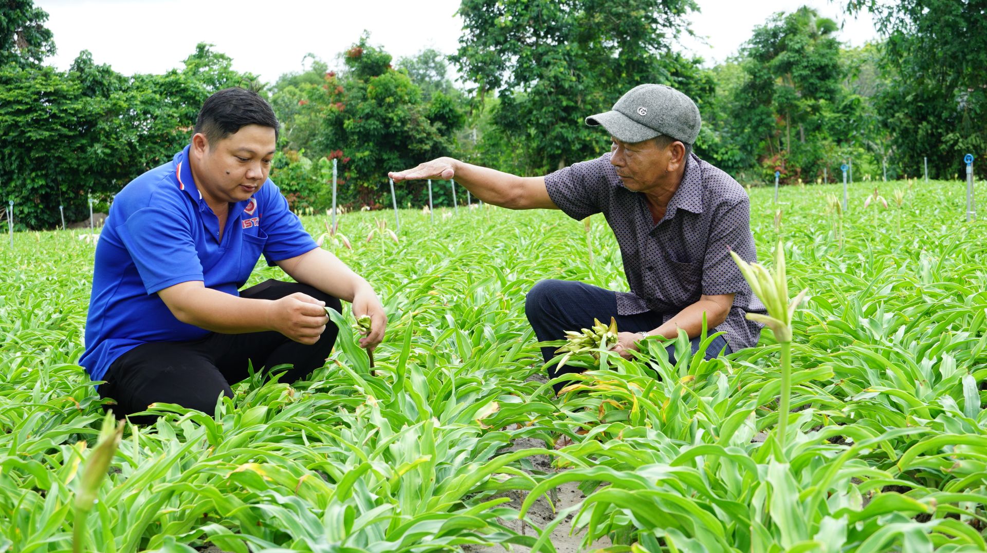 Trồng loài cây được coi là 