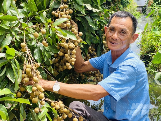 Ông Phạm Văn Lơ, Chủ tịch Hội đồng quản trị, Giám đốc HTX Nhãn Nhơn Nghĩa bên vườn nhãn hữu cơ của HTX. Ảnh: Lê Hoàng Vũ.