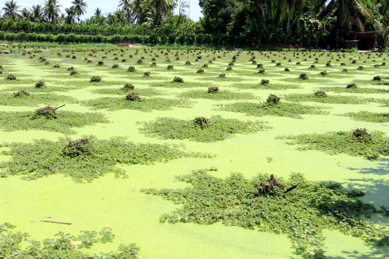 Trồng rau nhút đặc sản bồng bơi dưới ruộng ở Vĩnh Long, đang tăng giá tốt, hễ bẻ là bán hết sạch- Ảnh 1.