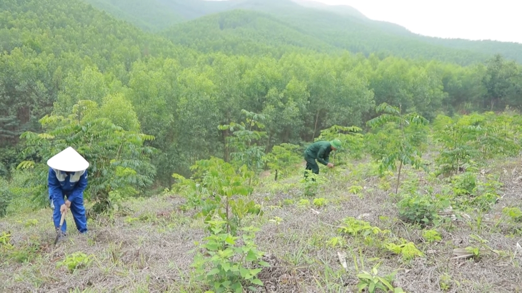 Todavía existen muchas dificultades para implementar políticas encaminadas a ampliar los grandes bosques maderables. Còn nhiều khó khăn trong việc thực hiện chính sách để nhân rộng những cánh rừng gỗ lớn