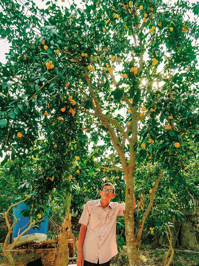 Trồng thanh trà bán trái đặc sản, một nông dân Vĩnh Long giàu lên, cho ra trái nghịch vụ càng giàu- Ảnh 1.