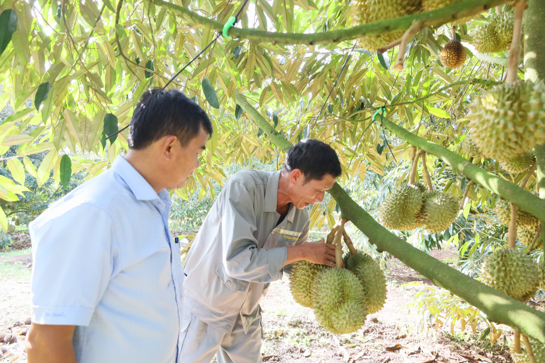 Trung Quốc đã thu hoạch những quả sầu riêng đầu tiên, sầu riêng Việt Nam có lo bị cạnh tranh? - Ảnh 1.