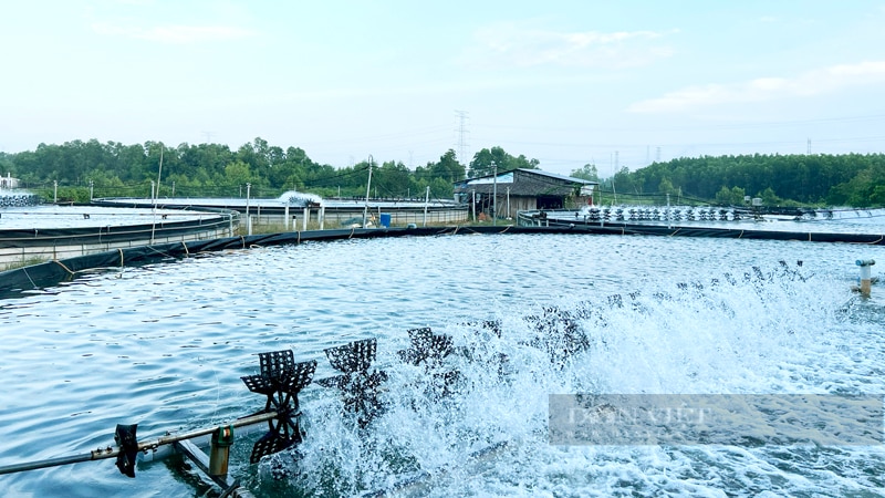 Nhơn Trạch là vùng nuôi tôm lớn nhất Đồng Nai với hơn gần 1.700ha ao nuôi. Ảnh: Nguyên Vỹ