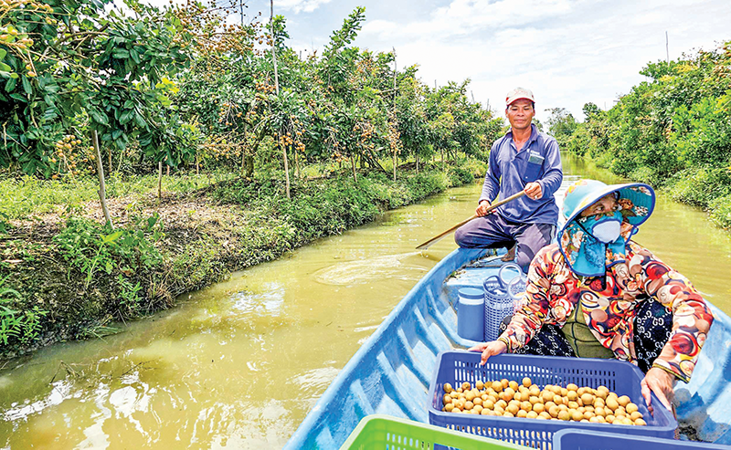 Vườn lớn nhất đất Cần Thơ trồng thanh nhãn ra quả ngon, hễ nhà nào trồng là tự lĩnh lương cao- Ảnh 1.