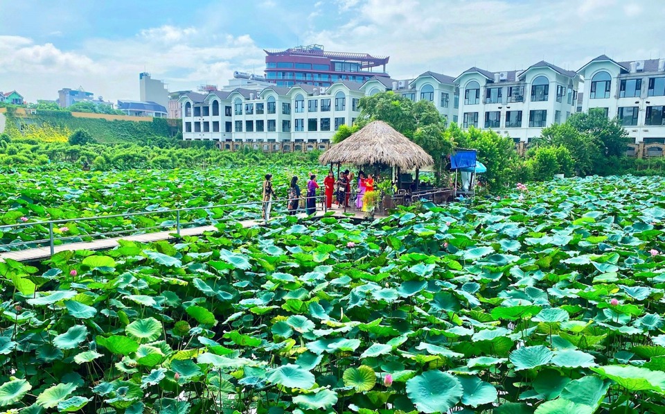 Du khách trải nghiệm vườn sen tại quận Tây Hồ (TP Hà Nội).