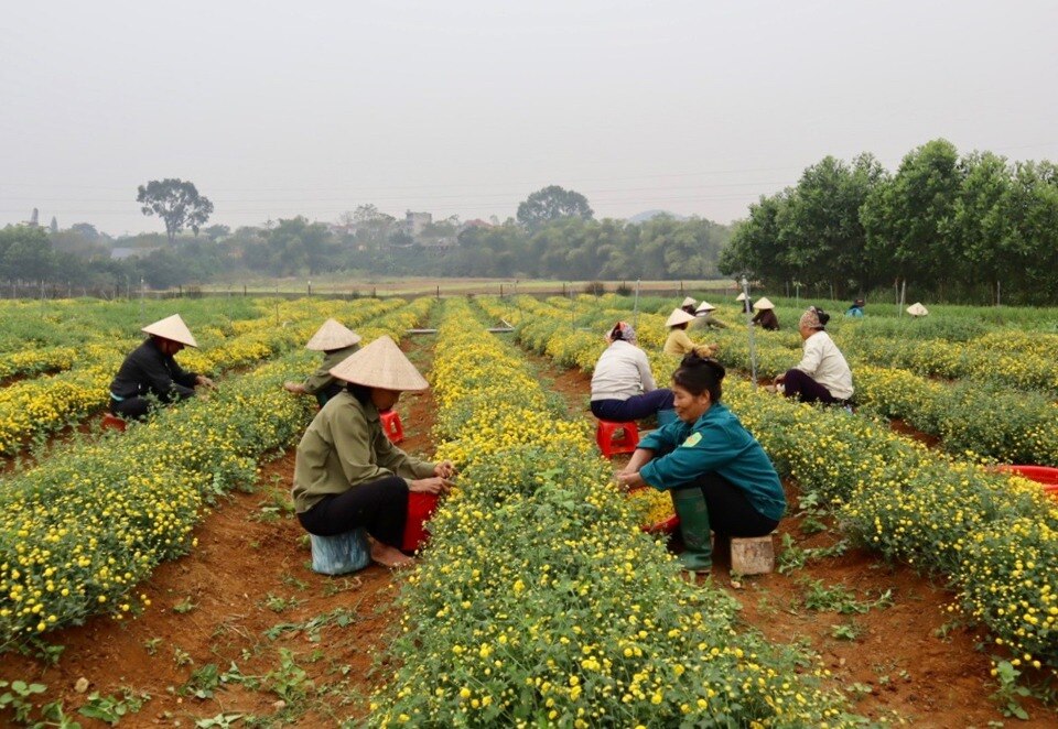 Một vùng trồng cây dược liệu tại thị xã Sơn Tây (TP Hà Nội).