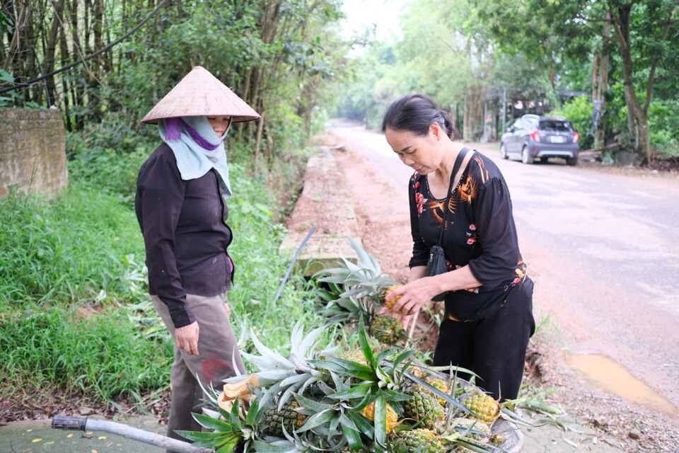 Đặc sản “dứa rừng lim”  luôn là niềm nhắc nhớ với những ai đã từng nếm thử. Ảnh: Sỹ Hào.