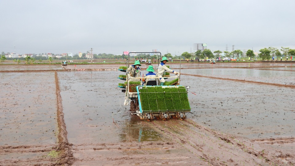 Gieo cấy lúa bằng mạ khay, máy cấy tại xã Nam Phong (huyện Phú Xuyên).