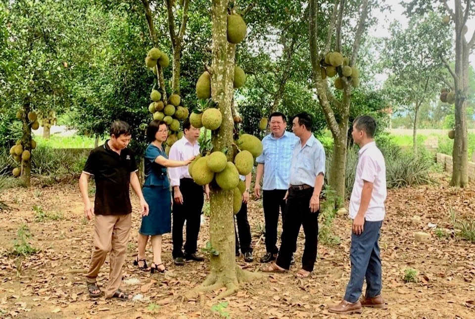 Thị xã Sơn Tây là địa phương có diện tích trồng mít lớn nhất TP Hà Nội với hơn 100ha.