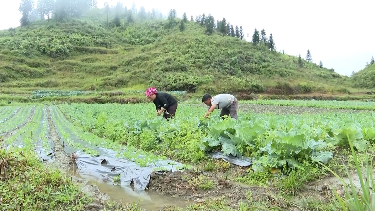 Lào Cai: Phụ nữ xã Lùng Phình phát triển rau ôn đới để thoát nghèo- Ảnh 2.