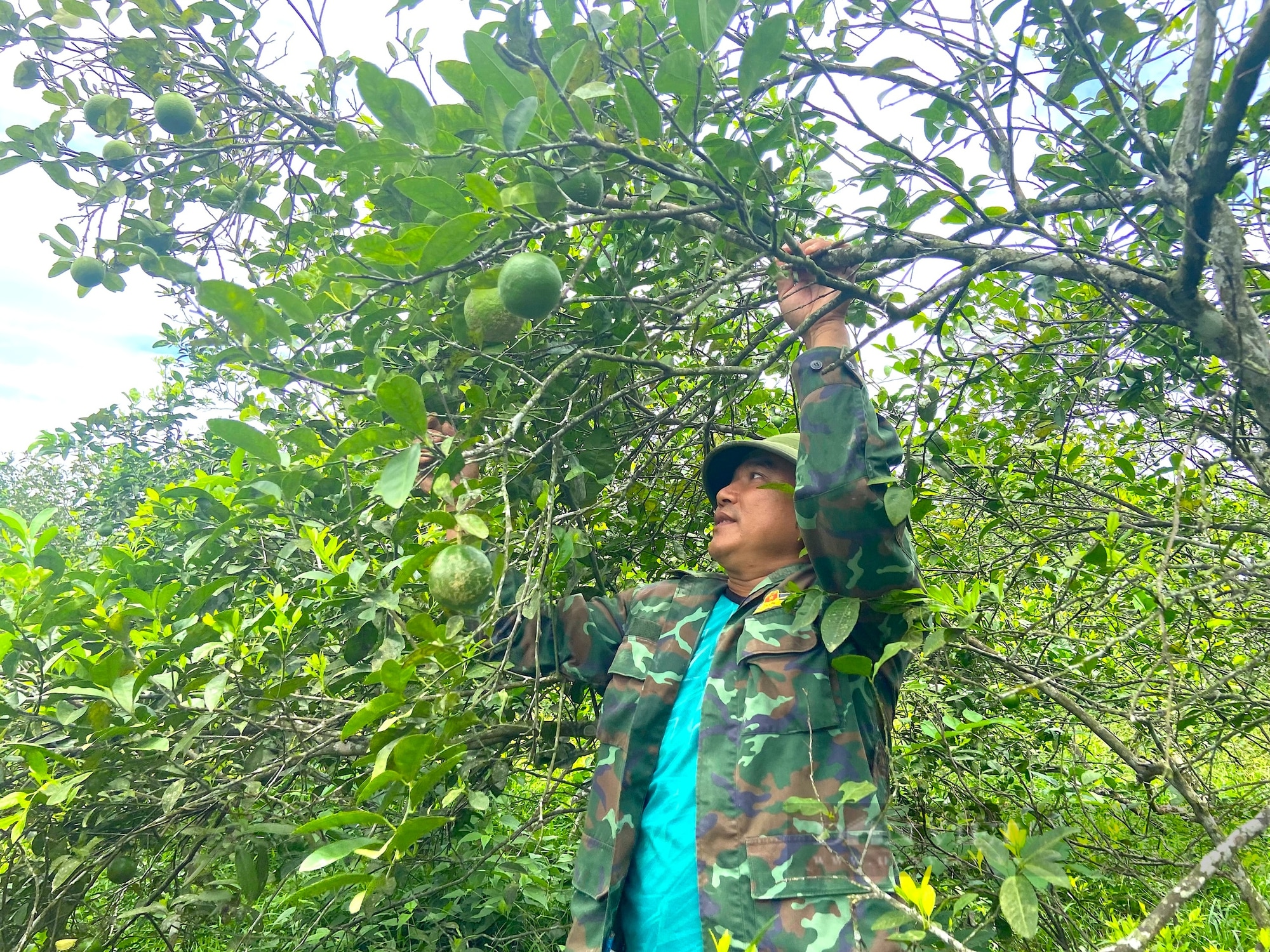 Người dân huyện miền núi Hà Tĩnh đút túi gần nửa tỷ nhờ trồng loại cây “siêu trái”, có vị chua- Ảnh 3.