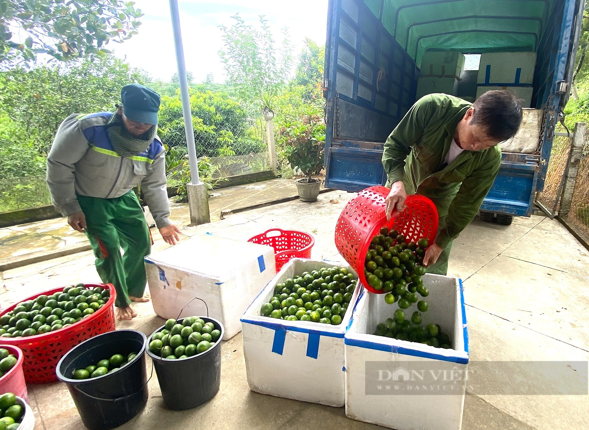 Người dân huyện miền núi Hà Tĩnh đút túi gần nửa tỷ nhờ trồng loại cây “siêu trái”, có vị chua- Ảnh 6.