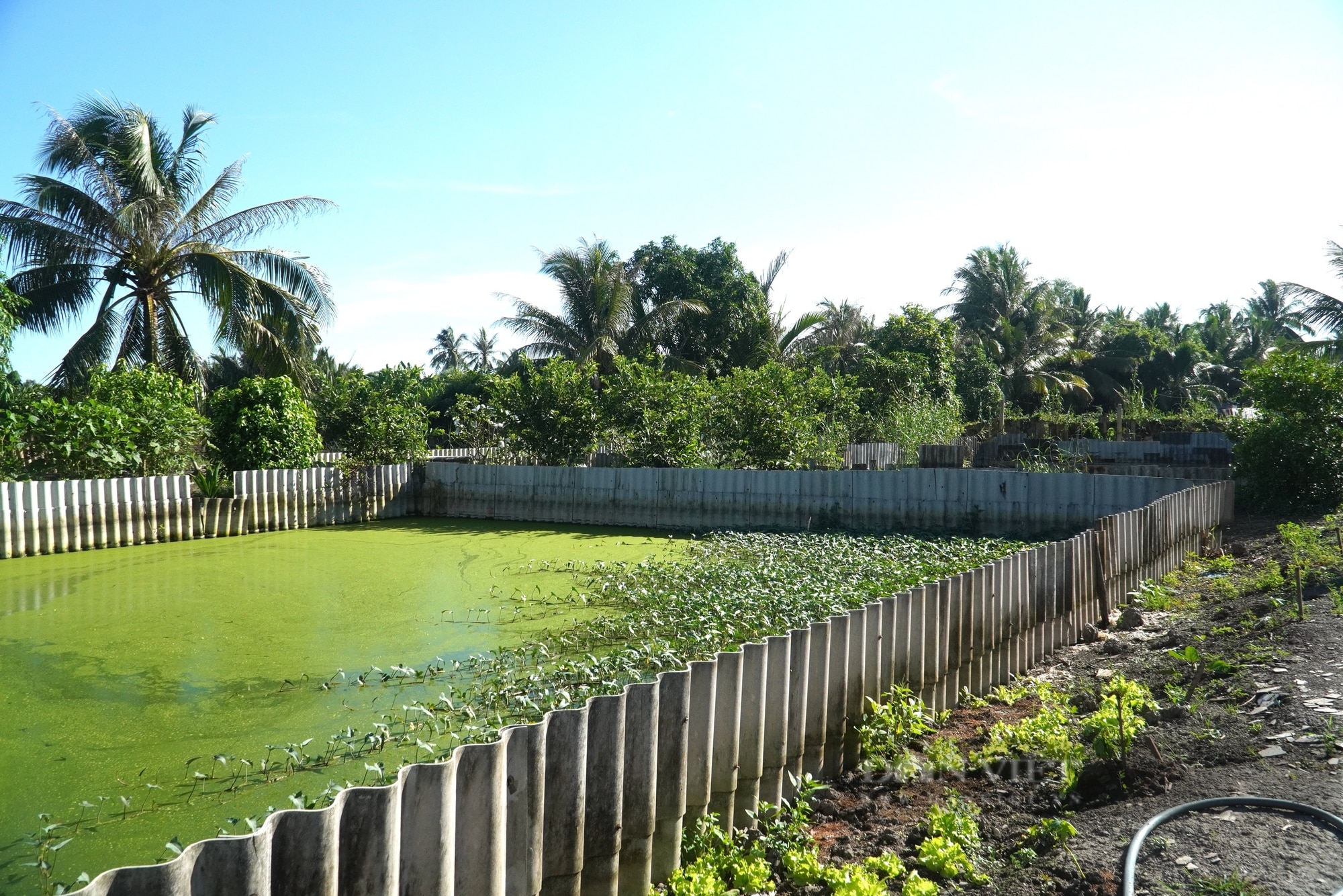 Nuôi ba ba đặc sản bò dày đặc, đẻ la liệt trứng, nông dân Sóc Trăng chán vì giá bán giảm 50%- Ảnh 10.