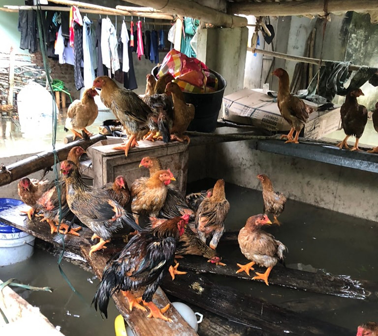 Thuỷ điện xả lũ ở Lào Cai, hạ du sông Chảy ngập nặng, nhà cửa chìm trong nước, đàn gà run lẩy bẩy- Ảnh 5. Thuỷ điện xả lũ ở Lào Cai, hạ du sông Chảy ngập nặng, nhà cửa chìm trong nước, đàn gà run lẩy bẩy- Ảnh 5.