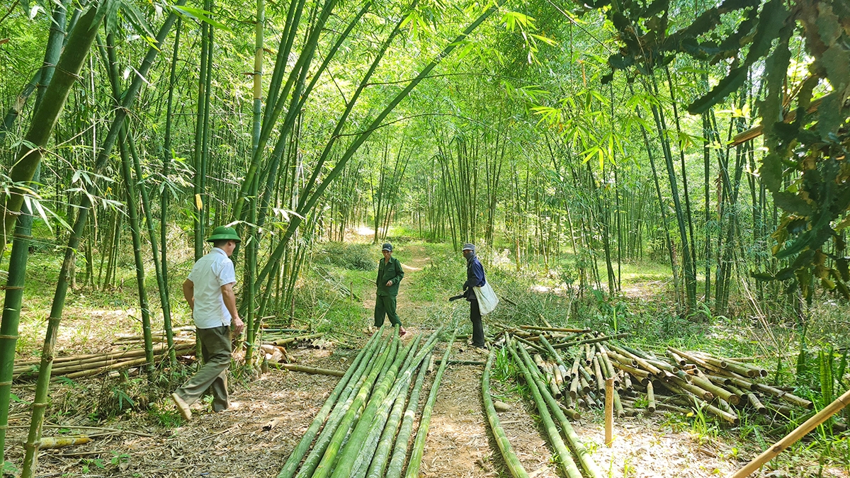 Người dân xã Tam Quang ,Tương Dương trồng xen canh cây mét dưới tán rừng