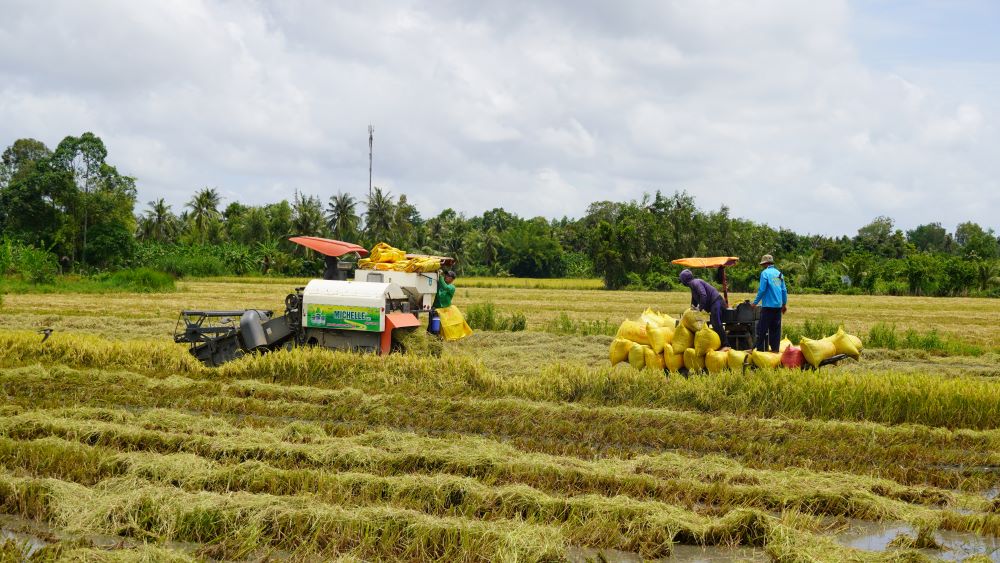 Giá lúa cao người trồng lúa ở Sóc Trăng có lợi nhuận từ 20 - 30%. Ảnh: Phương Anh