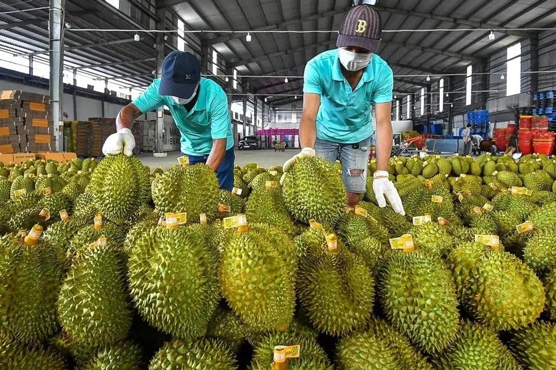 “Lúng túng” xuất khẩu nông sản sang Trung Quốc - Ảnh 2.