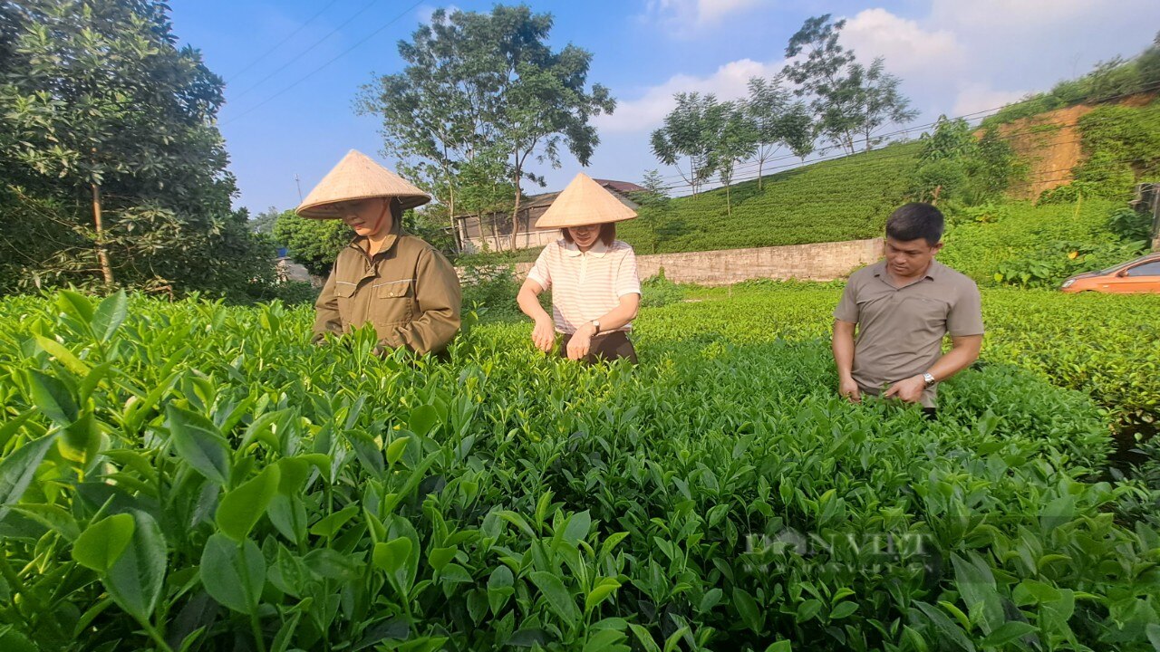 Thái Nguyên: Hiệu quả từ dự án hỗ trợ hộ nghèo phát triển sản xuất, tạo sinh kế giúp bà con thoát nghèo - Ảnh 3.